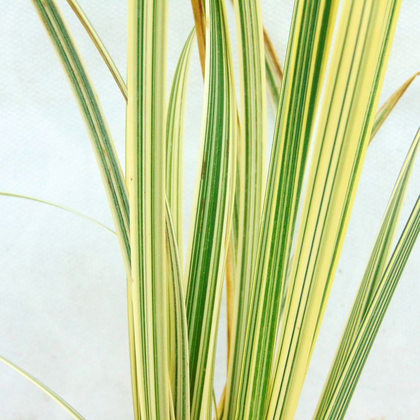 Isosorsimo Variegata (Lehvistö)