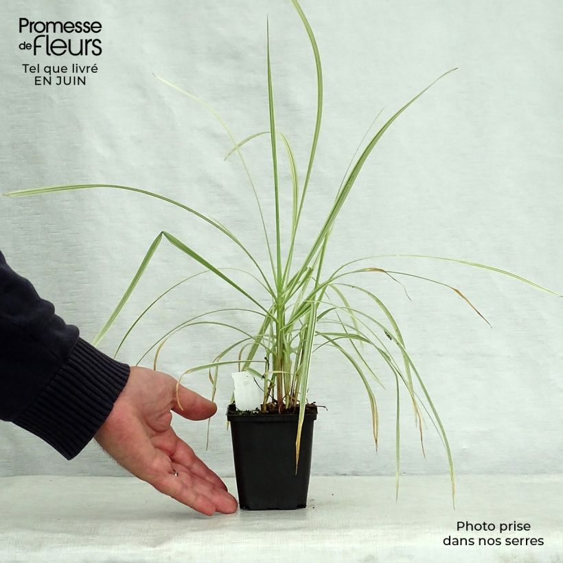 Esimerkki kesällä toimitetusta Isosorsimo Variegata Godet de 8/9 cm-taimesta