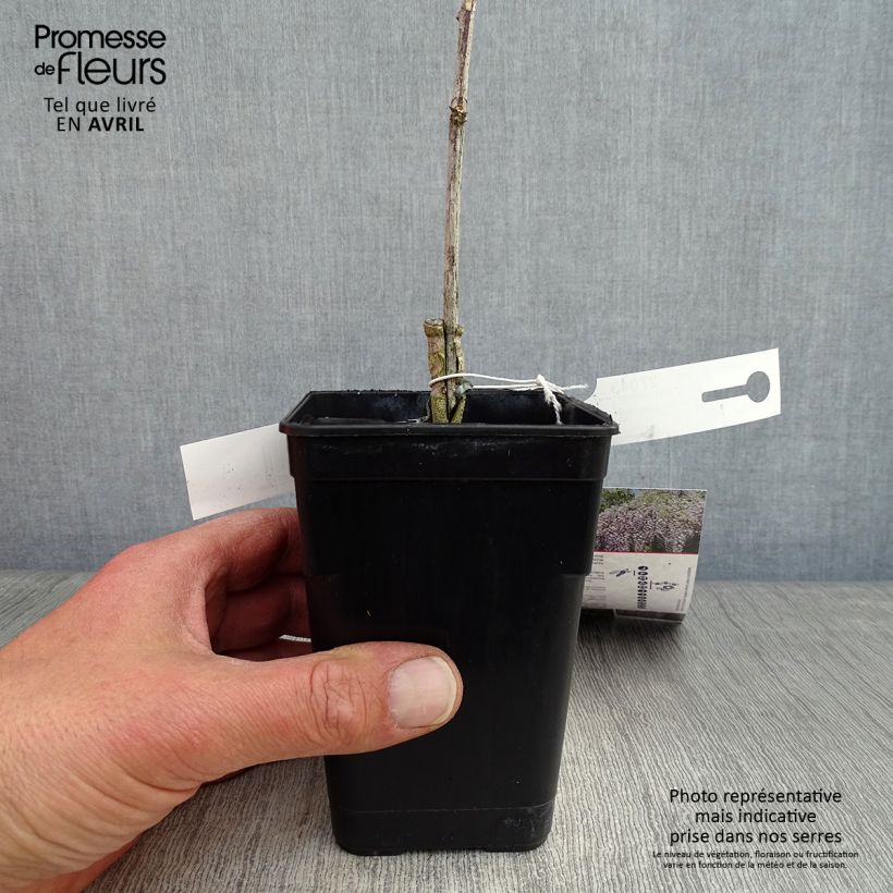 Esimerkki keväällä toimitetusta Sinisatee Grande Diva Maria Pot de 1L/1,5L-taimesta
