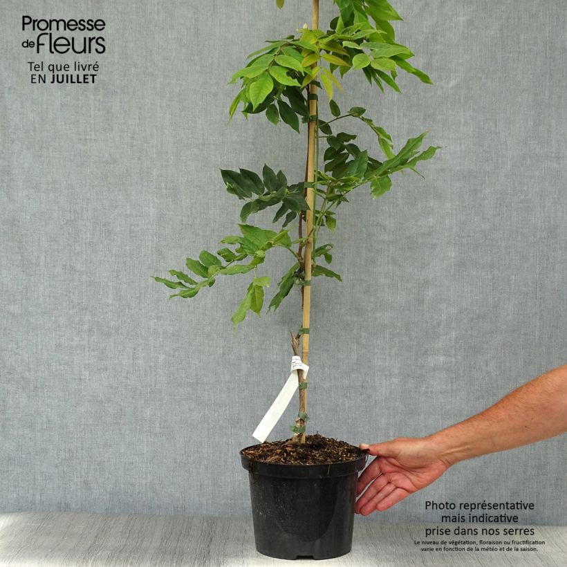 Esimerkki kesällä toimitetusta Sinisade White Silk Pot de 4L/5L-taimesta