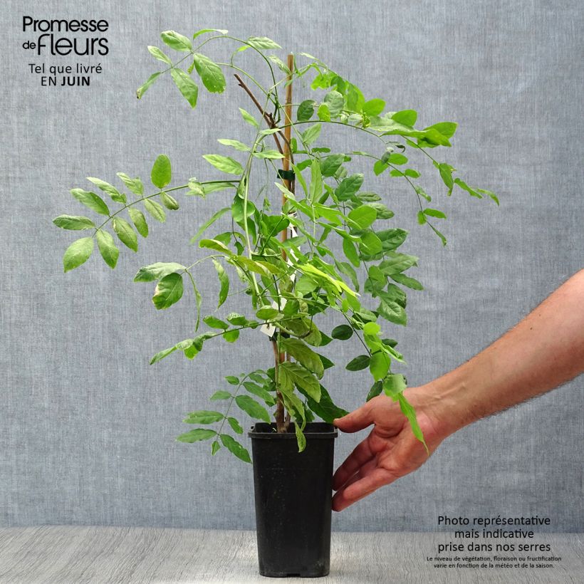 Esimerkki kesällä toimitetusta Kiinansinisade Prolific Pot de 1,5L/2L-taimesta