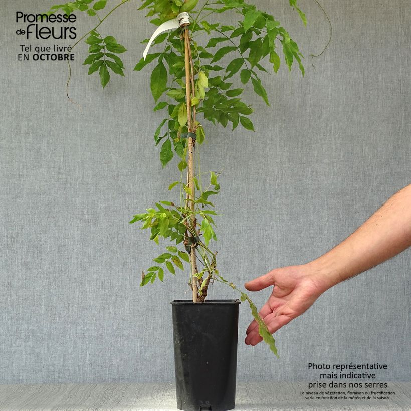 Esimerkki syksyllä toimitetusta Millettia japonica Satsuma 2 litran/3 litran ruukku-taimesta