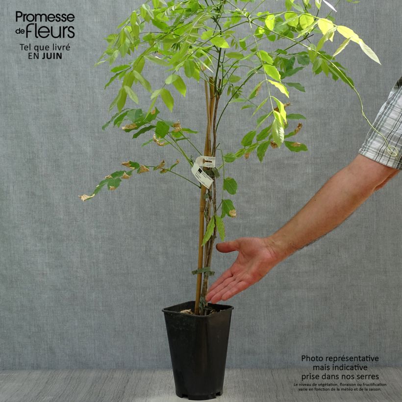 Esimerkki kesällä toimitetusta Millettia japonica Satsuma Pot de 2L/3L-taimesta