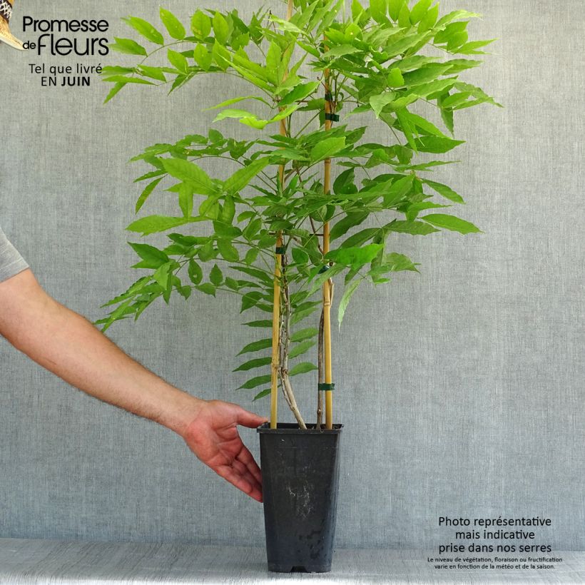 Esimerkki kesällä toimitetusta Japaninsinisade Honbeni Pot de 2L/3L-taimesta