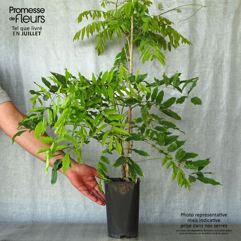 Esimerkki kesällä toimitetusta Japaninsinisade Macrobotrys Pot de 2L/3L-taimesta