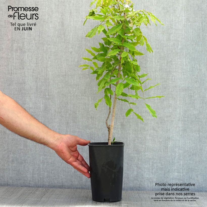 Example of Japaninsinisade Macrobotrys Pot de 2L/3L as you get in printemps