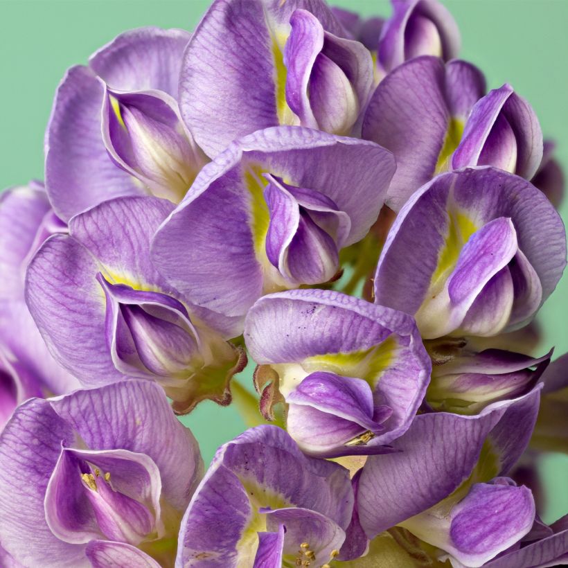 Sinisade - Wisteria frutescens (Kukinta)