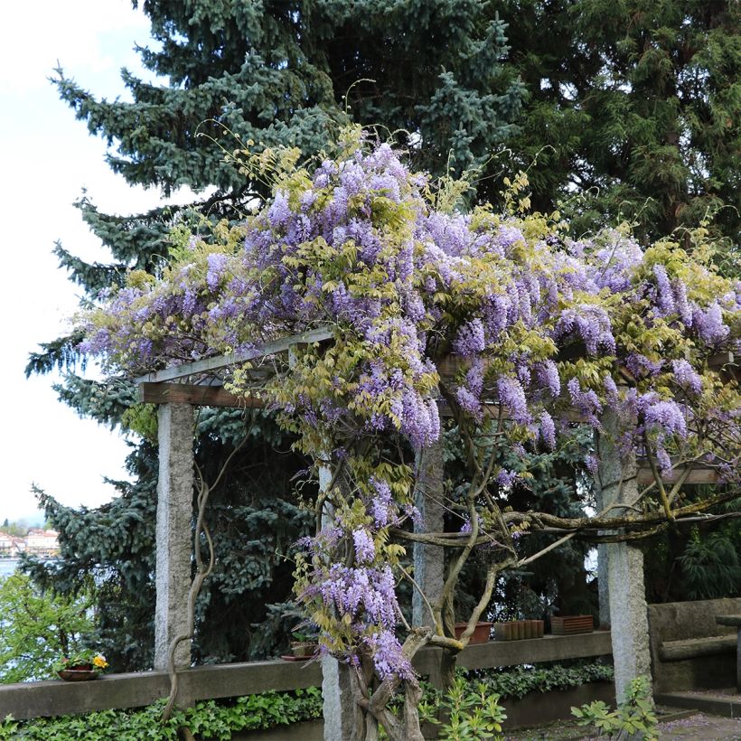 Sinisade - Wisteria frutescens (Kasvutapa)