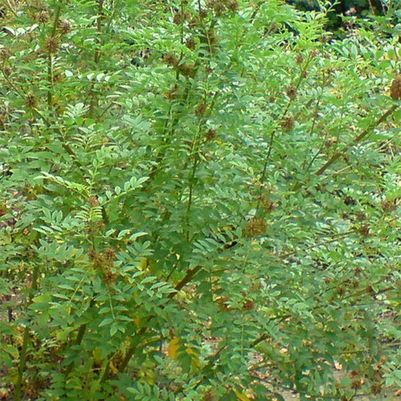 Lakritsikasvi - Glycyrrhiza glabra (Lehvistö)