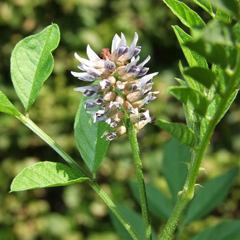 Lakritsikasvi - Glycyrrhiza glabra (Kukinta)