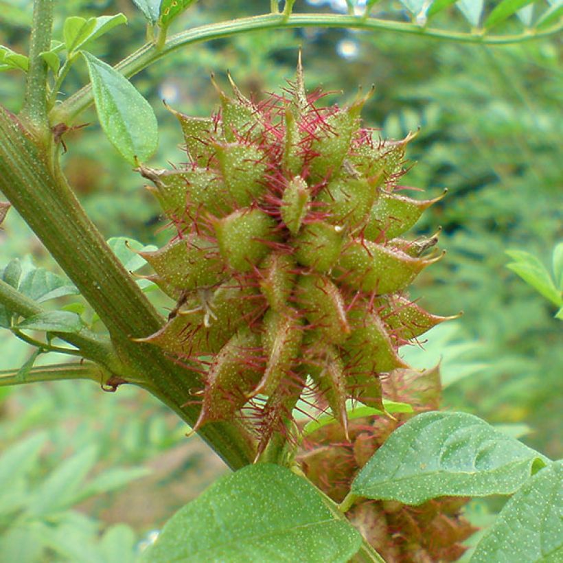Lakritsikasvi - Glycyrrhiza glabra (Sadonkorjuu)