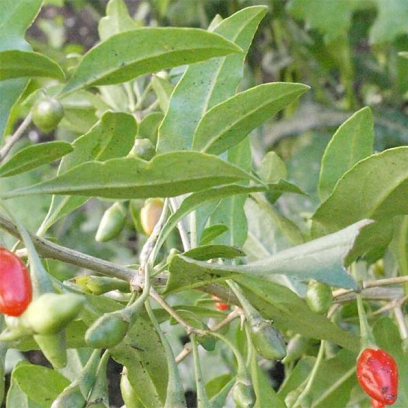 Aitapukinpensas Big Lifeberry (Lehvistö)