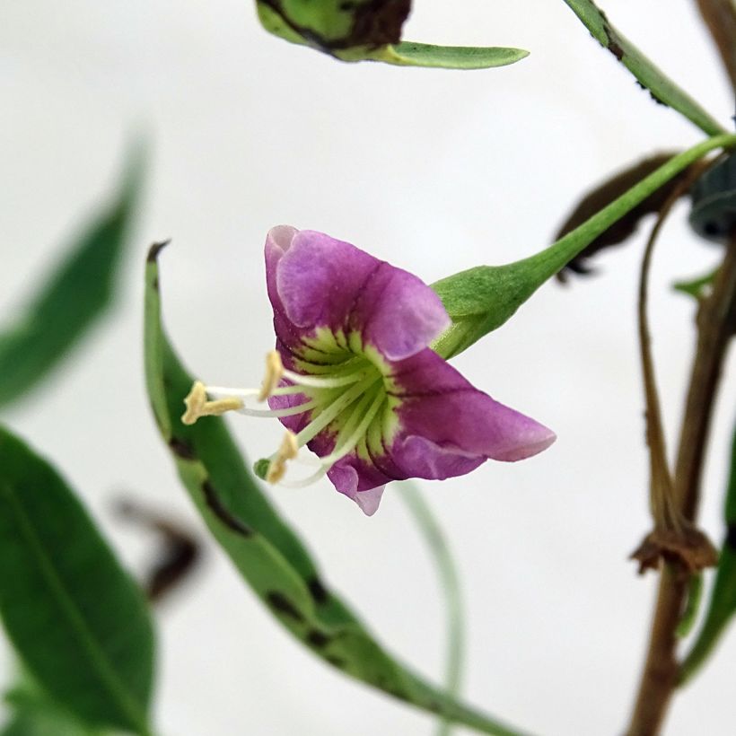 Aitapukinpensas Princess Tao (Kukinta)