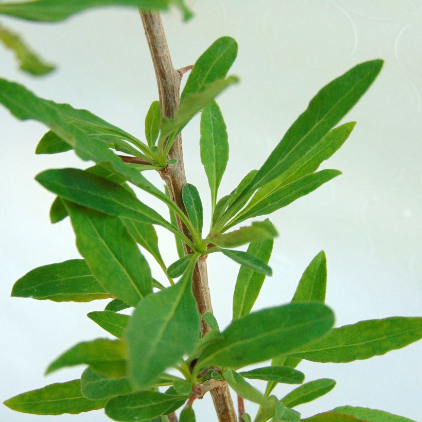 Aitapukinpensas Sweet Lifeberry (Lehvistö)