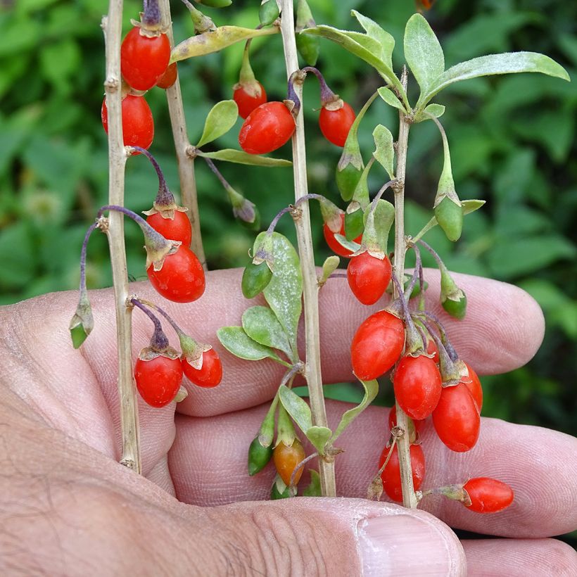 Aitapukinpensas Sweet Lifeberry (Sadonkorjuu)