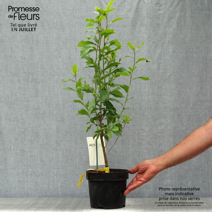 Esimerkki kesällä toimitetusta Mustatupelo - Nyssa sylvatica Pot de 2L/3L-taimesta