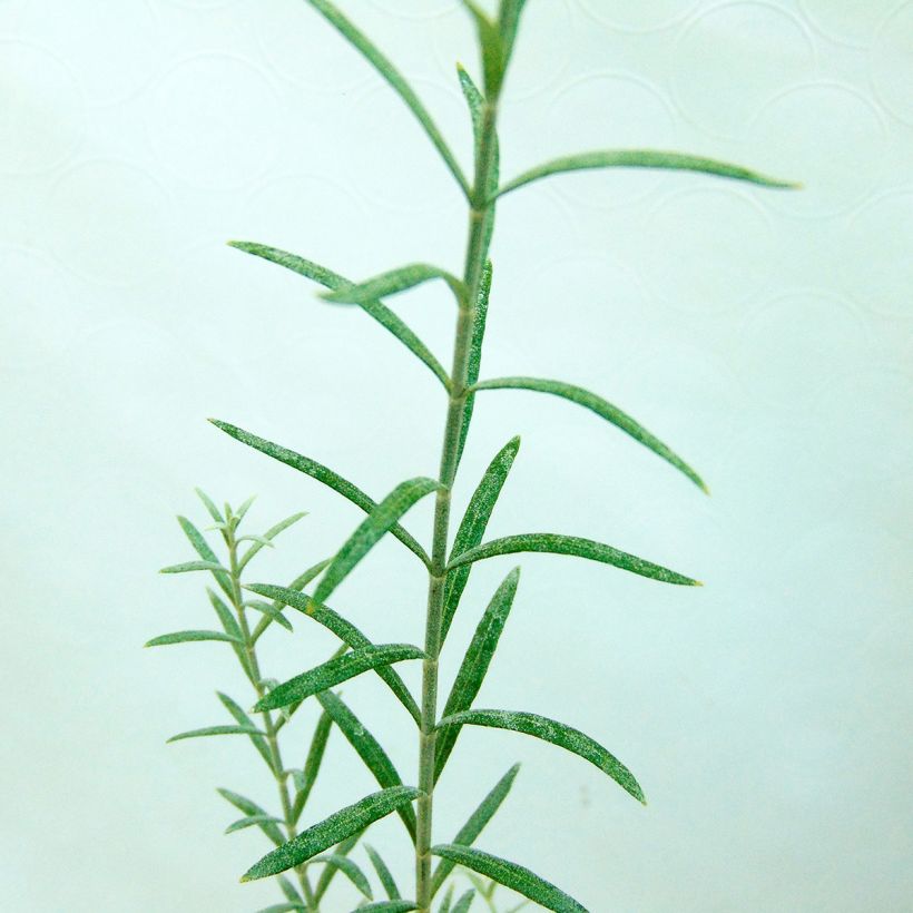 Gomphostigma virgatum White Candy (Lehvistö)