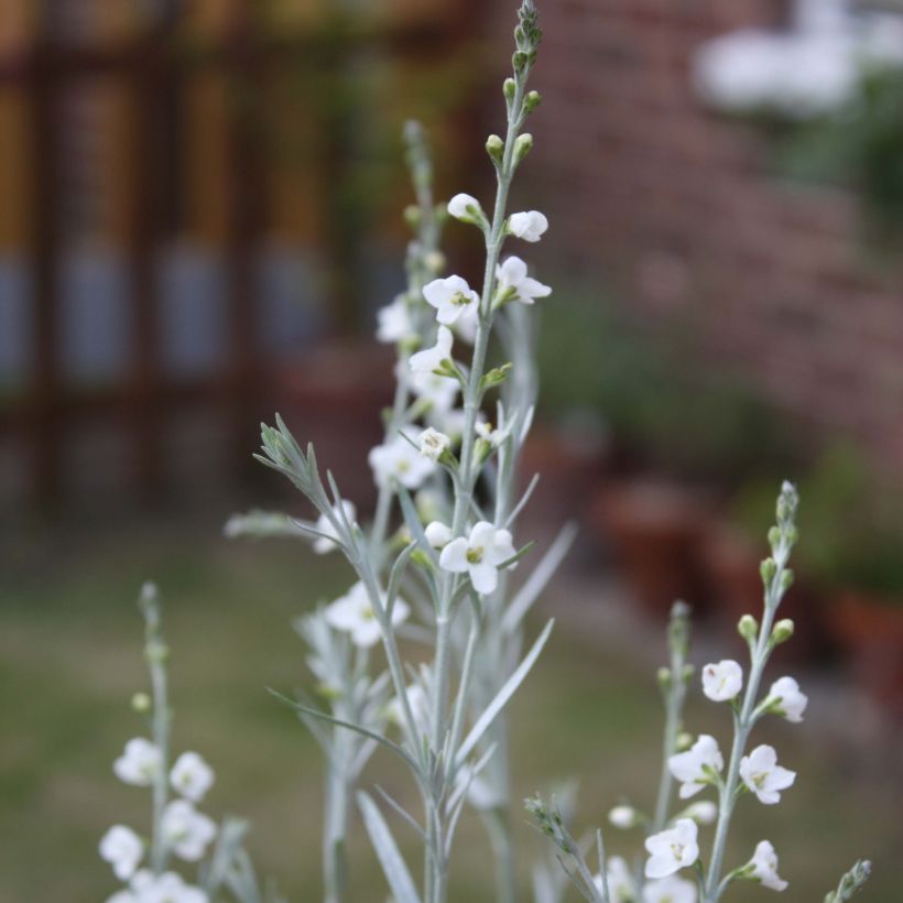 Gomphostigma virgatum White Candy (Kukinta)