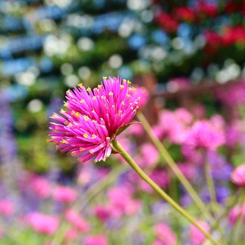 Pallohäntä Truffula Pink (Kukinta)