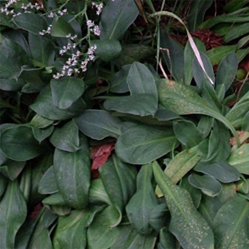 Tataariviuhko - Goniolimon tataricum (Lehvistö)