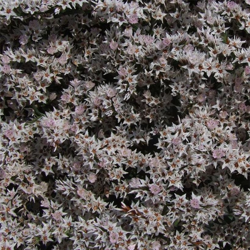 Tataariviuhko - Goniolimon tataricum (Kukinta)