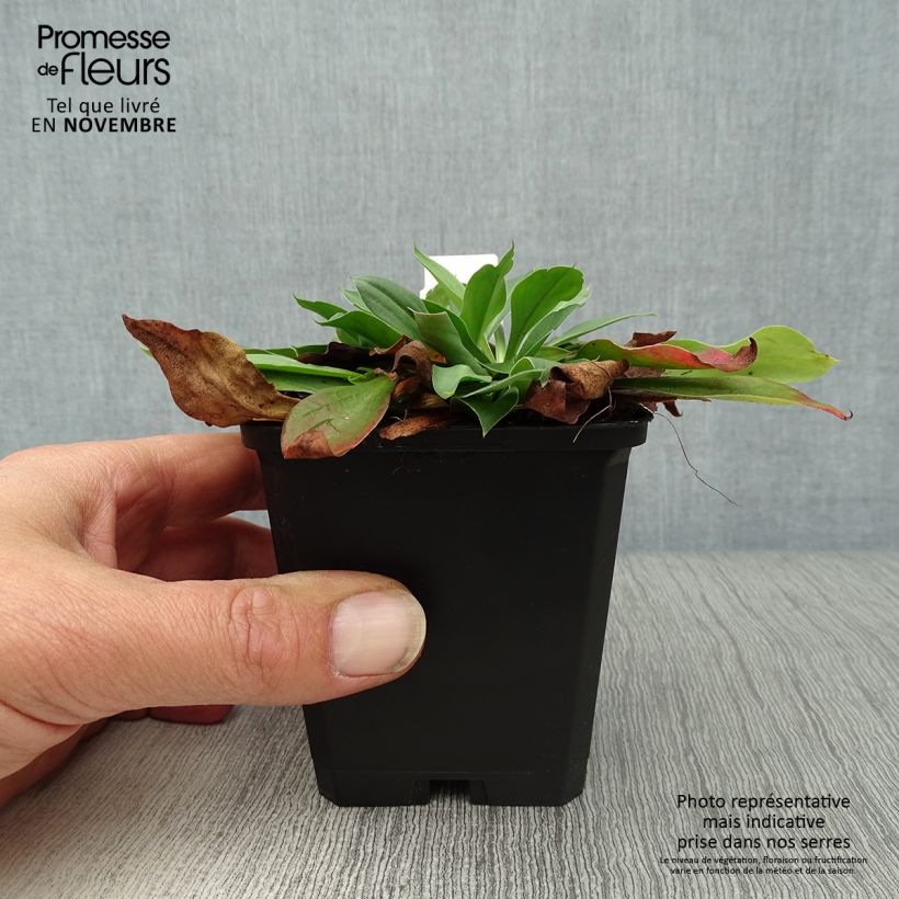 Esimerkki syksyllä toimitetusta Tataariviuhko - Goniolimon tataricum 8/9 cm taimiruukku-taimesta