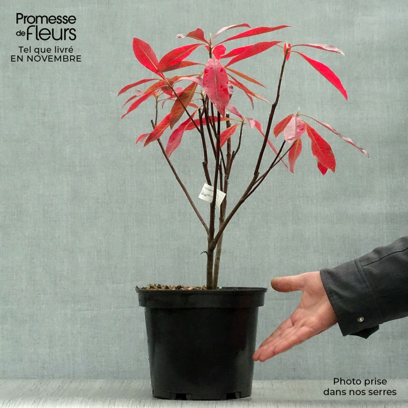 Esimerkki syksyllä toimitetusta Gordlinia grandiflora 3 litran/4 litran ruukku-taimesta