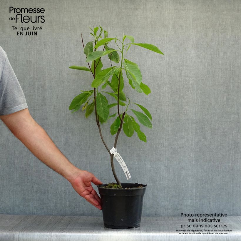 Esimerkki kesällä toimitetusta Gordlinia grandiflora Pot de 3L/4L-taimesta
