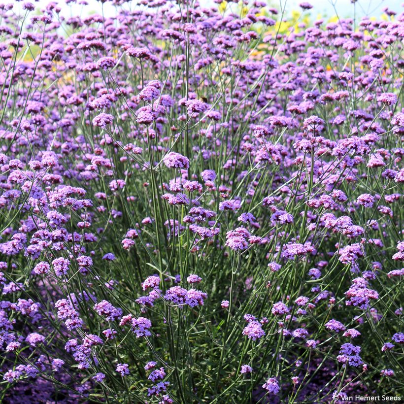 Jättiverbena Vanity - Verbena bonariensis (Kasvutapa)