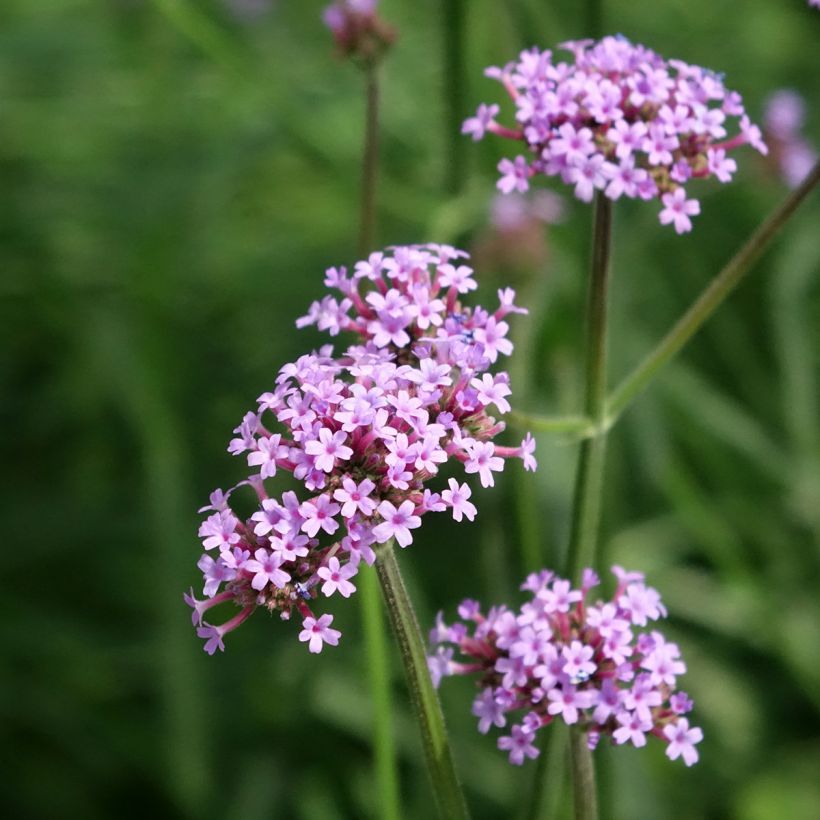 Jättiverbena Vanity - Verbena bonariensis (Kukinta)