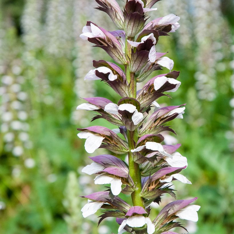 Kreikanakantti (siemenet) - Acanthus mollis (Kukinta)