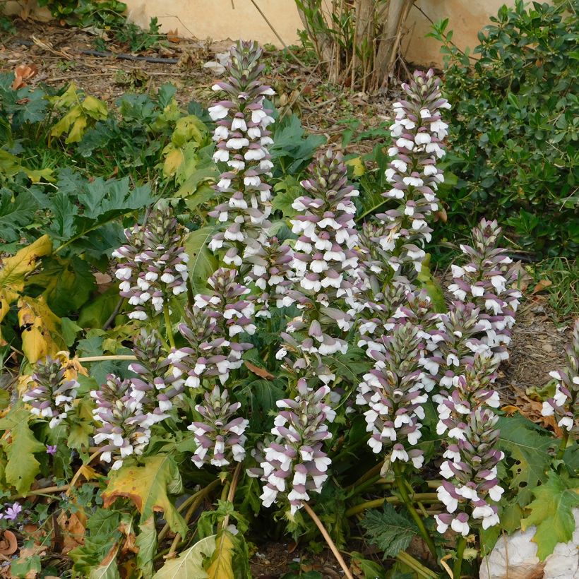 Kreikanakantti (siemenet) - Acanthus mollis (Kasvutapa)