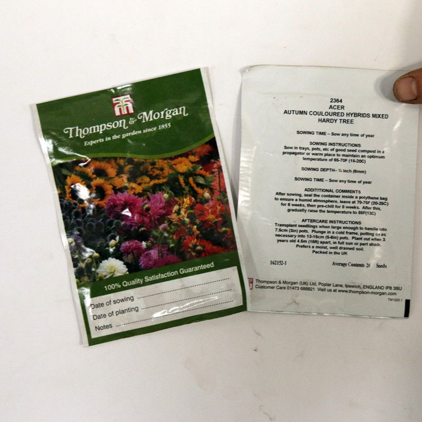 Esimerkki toimitetusta Japaninvaahtera Autumn Coloured Hybrids Mixed 20 siemenen pussi-taimesta