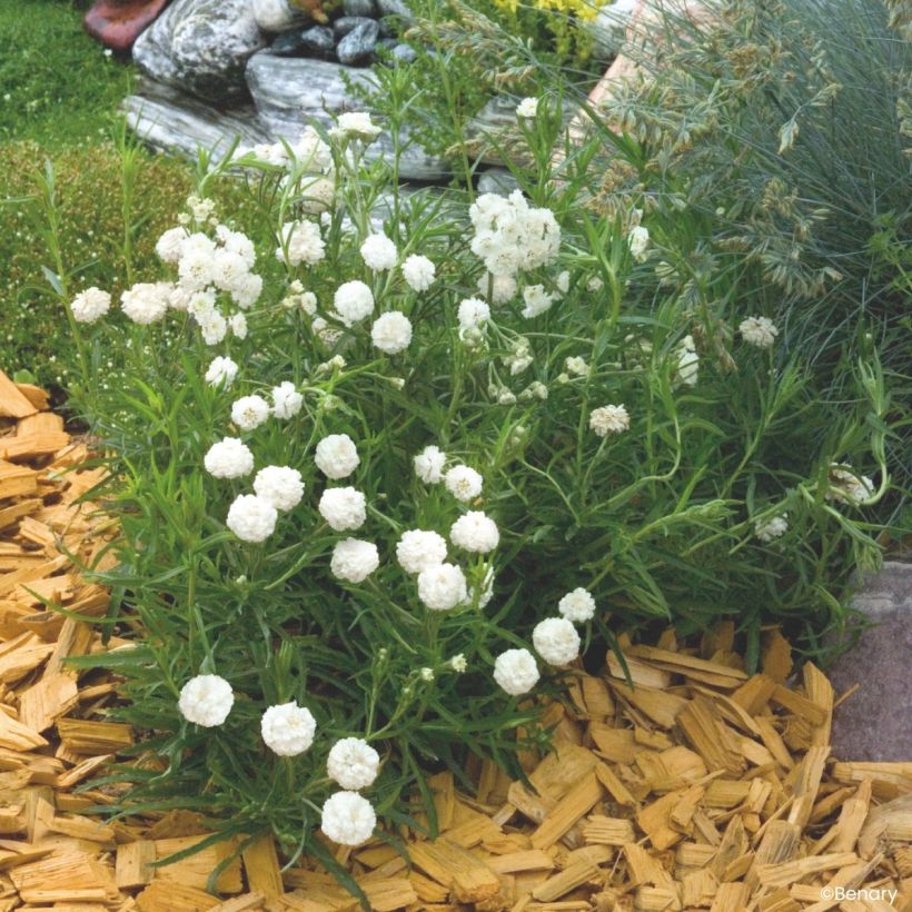 Ojakärsämö Marshmallow (pilleröidyt siemenet) (Kasvutapa)