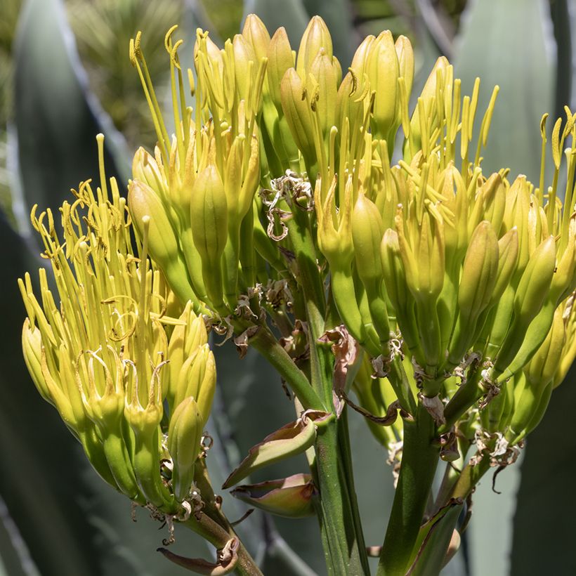 Titaaniagaave (siemenet) - Agave salmiana (Kukinta)