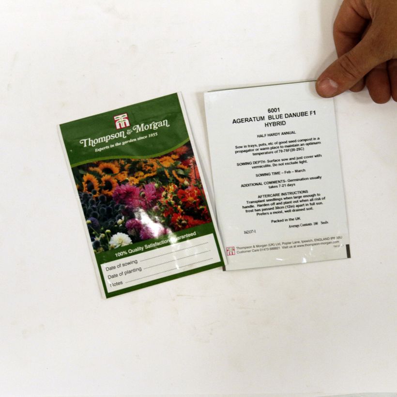 Esimerkki toimitetusta Sinitähtönen Blue Danube F1 Hybrid (siemenet) per pack of 100 seeds-taimesta