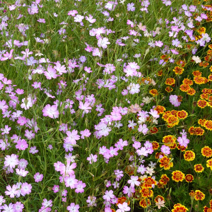 Sinikohokki (siemenet) - Agrostemma coeli-rosa (Kasvutapa)