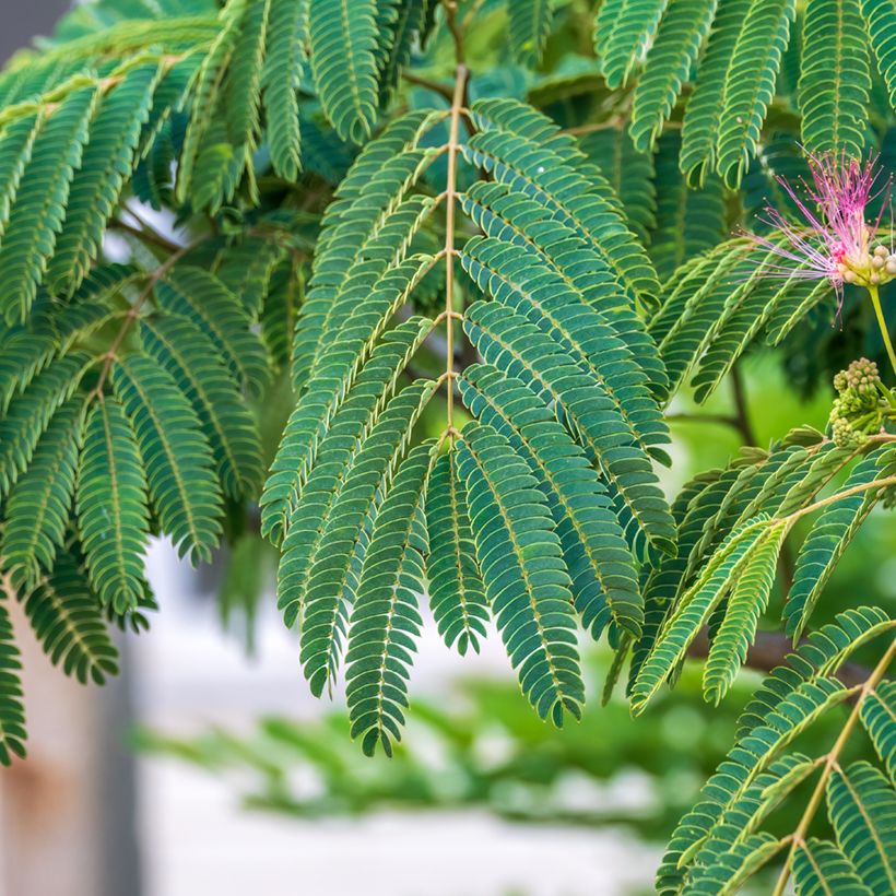 Silkkialbitsia (siemenet) - Albizia julibrissin (Lehvistö)