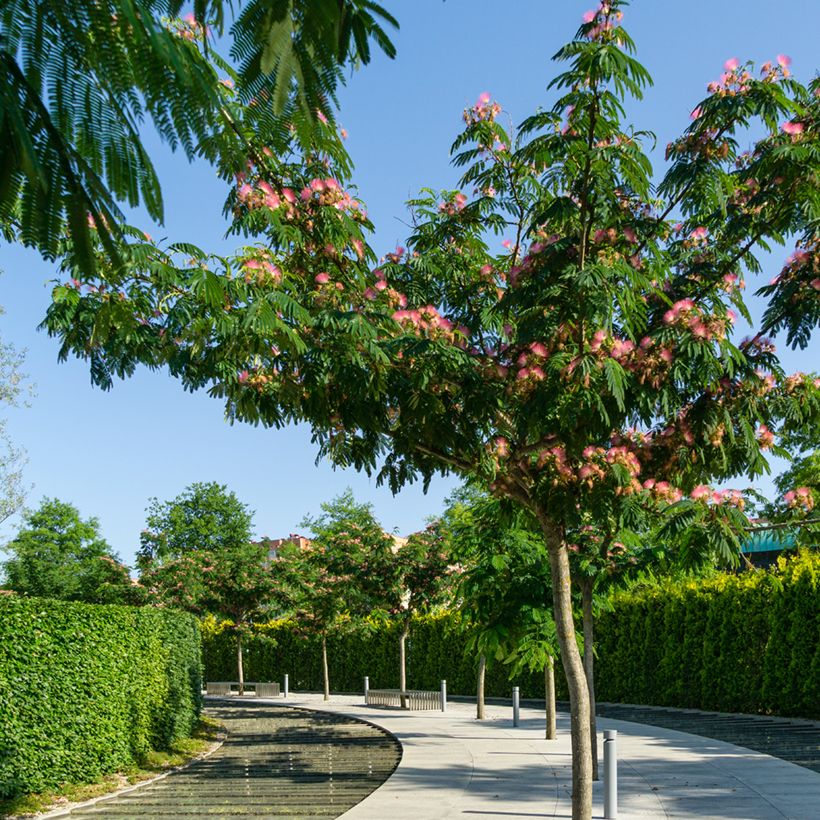 Silkkialbitsia (siemenet) - Albizia julibrissin (Kasvutapa)