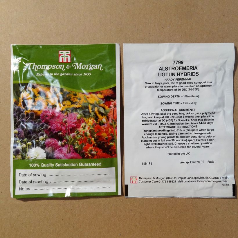 Esimerkki toimitetusta Inkalilja Ligtu Hybrids (siemenet) per pack of 35 seeds-taimesta
