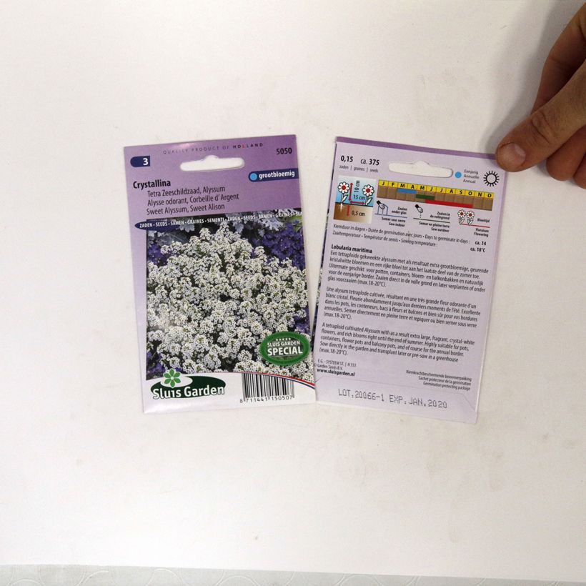 Esimerkki toimitetusta Tuoksupielus Crystallina (siemenet) per pack of 375 seeds-taimesta