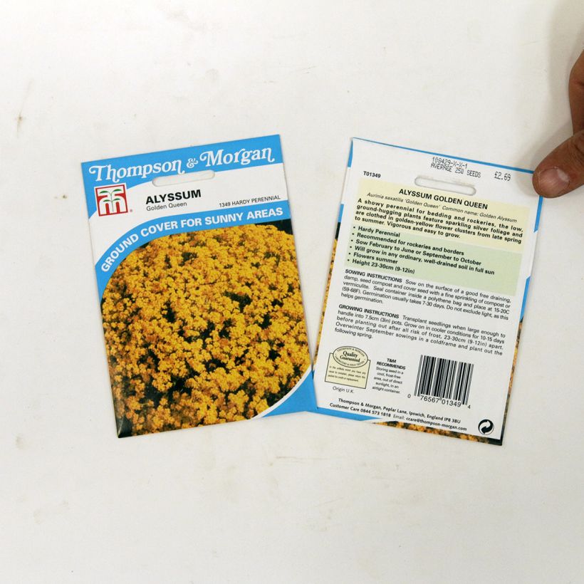 Esimerkki toimitetusta Kivikkokilpiruoho Golden Queen (siemenet) per pack of 450 seeds (0,5g)-taimesta