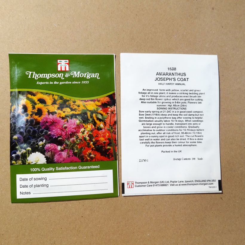 Esimerkki toimitetusta Kirjorevonhäntä Josephs Coat (siemenet) per pack of 100 seeds-taimesta