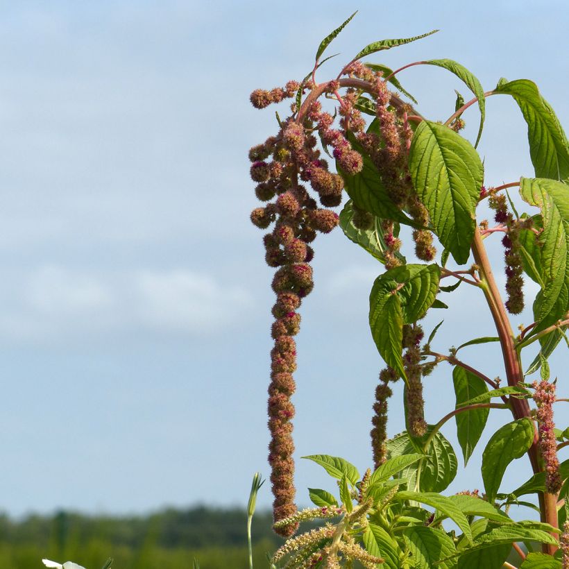 Revonhäntä Mira (siemenet) (Kukinta)