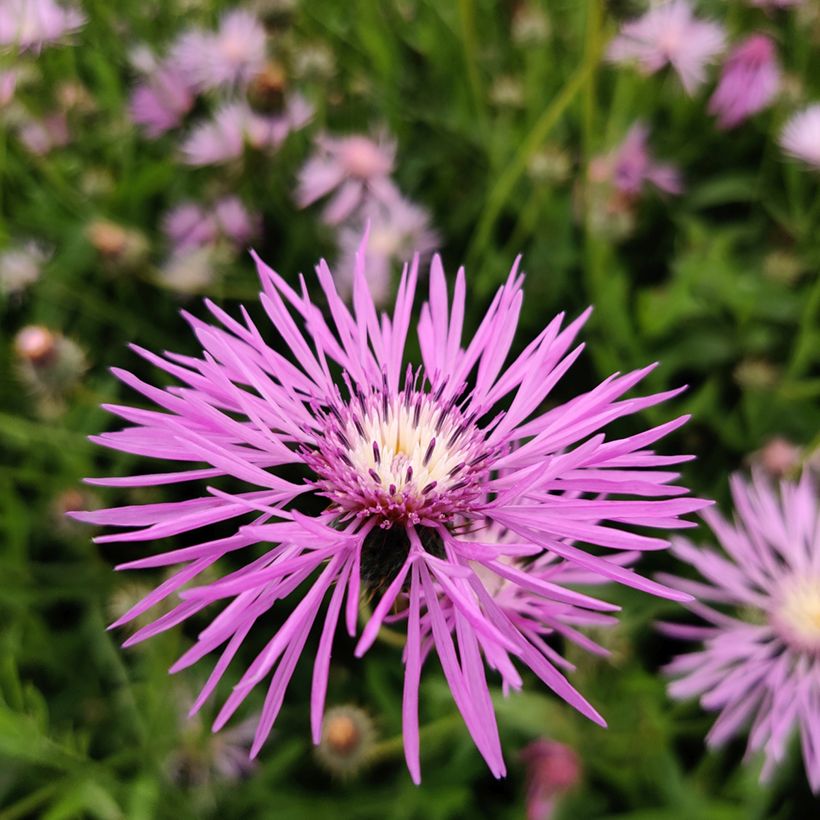 Amberboa muricata (siemenet) (Kukinta)