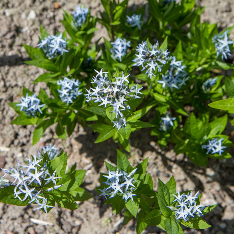 Tähtituikki (siemenet) - Amsonia tabernaemontana (Kasvutapa)