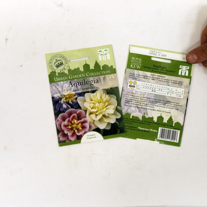Esimerkki toimitetusta Lehtoakileija Sweet Rainbows (siemenet) per pack of 20 seeds-taimesta