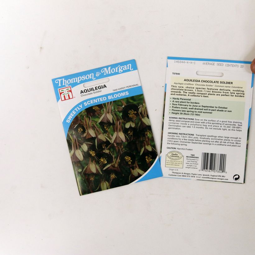 Esimerkki toimitetusta Dahurianakileija Chocolate Soldier (siemenet) per pack of 20 seeds-taimesta