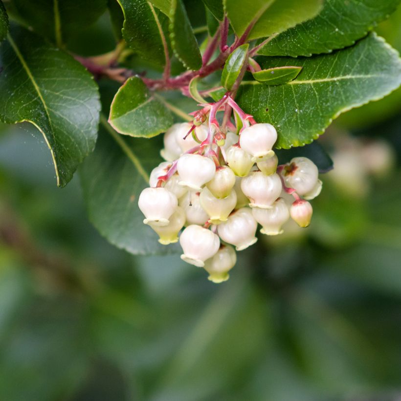 Lännenmansikkapuu (siemenet) - Arbutus unedo (Kukinta)