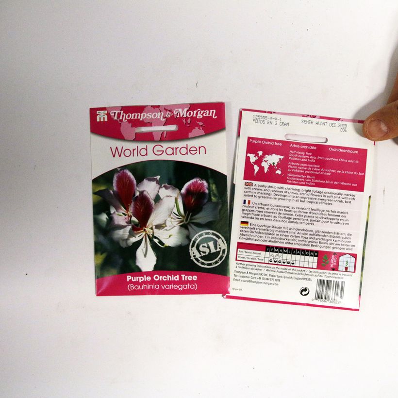 Esimerkki toimitetusta Kirjobauhinia (siemenet) - Bauhinia variegata per pack of 5 seeds-taimesta